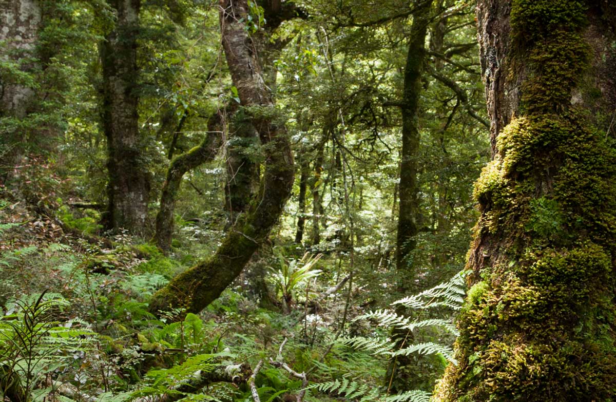 Blue Mountains hunting